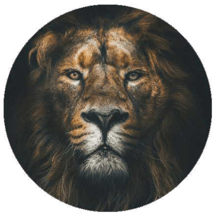 Muurcirkel Lion | Forex | 80 cm | Uniek