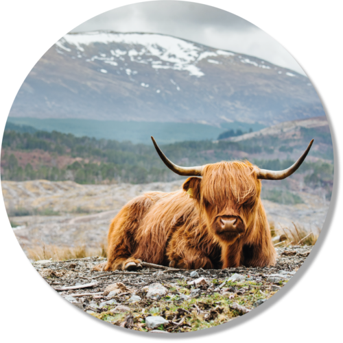 Behandcirkel Schotse hooglander liggend | Forex | 80 cm |