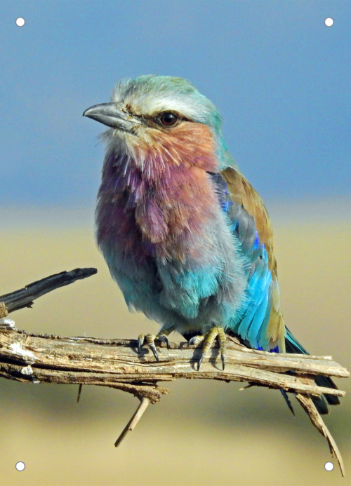 Tuinposter Gekleurde vogel