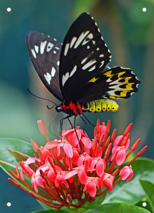Tuinposter Zwarte Vlinder